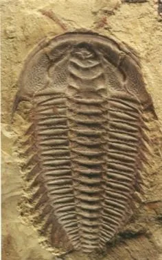 Kuanyangia pustulosa — photo 3