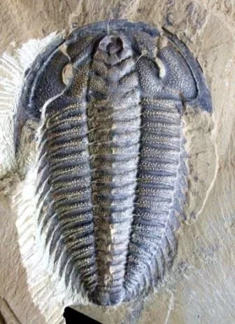 Kuanyangia pustulosa — photo 4