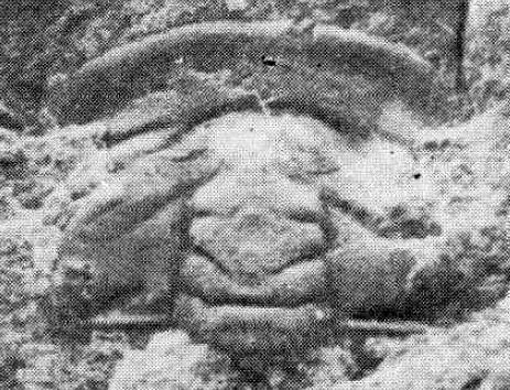 Kueichowia liui — photo 2