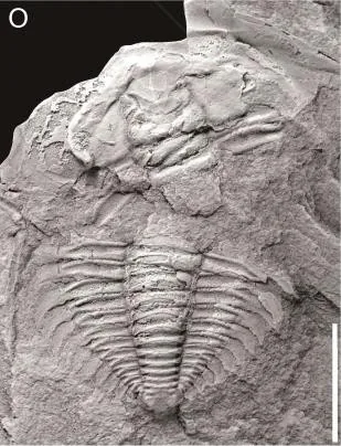 Kueichowia liui — photo 3