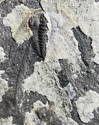 Kueichowia liui — photo 5