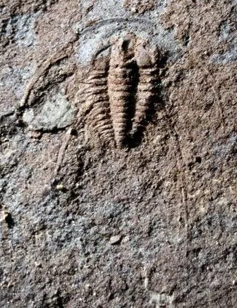 Kueichowia liui — photo 6