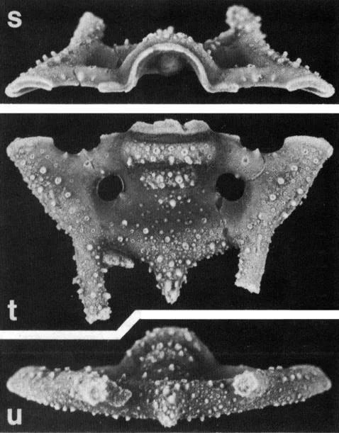 Laethoprusia salax