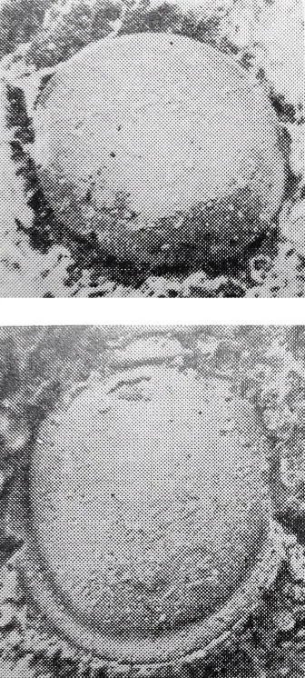 Leiagnostus ellipticus