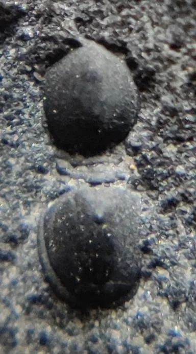Leiagnostus ellipticus — photo 3
