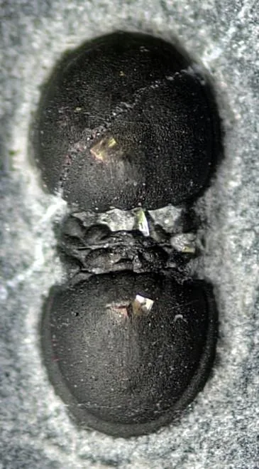 Leiagnostus ellipticus — photo 4
