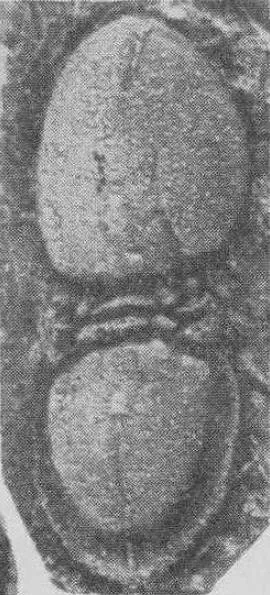 Leiagnostus sanduensis