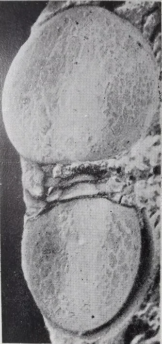 Leiagnostus sanduensis — photo 2
