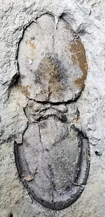 Leiagnostus sanduensis — photo 3