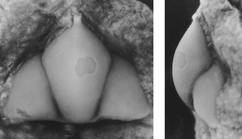 Leiolonchodomas dangmengouensis