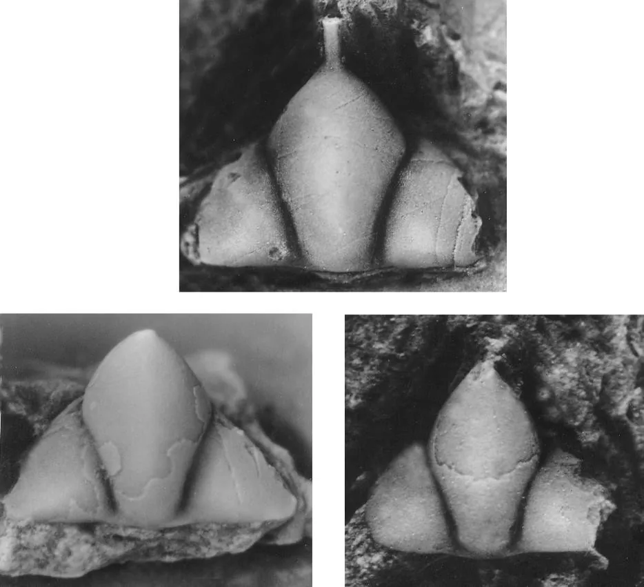 Leiolonchodomas dangmengouensis — photo 2
