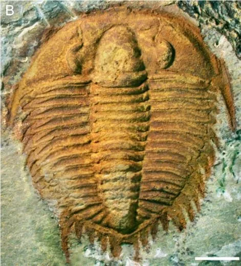 Leishuia leishuae