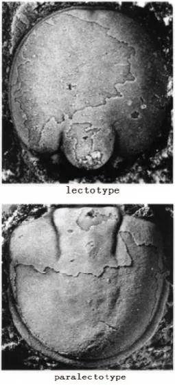 Lejopyge laevigata