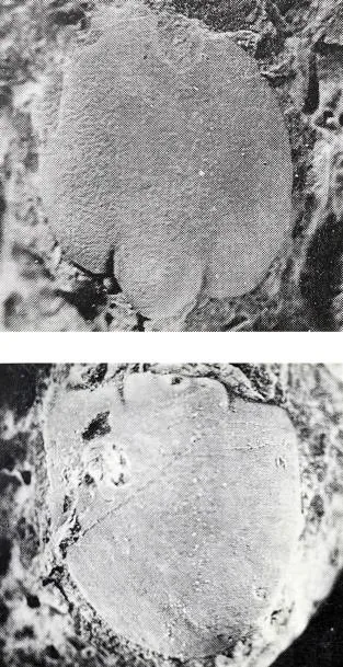 Lejopyge sinensis
