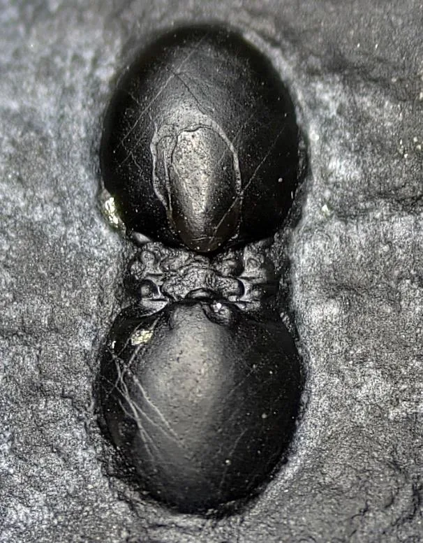 Lejopyge sinensis — photo 3