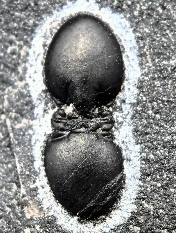 Lejopyge sinensis — photo 4