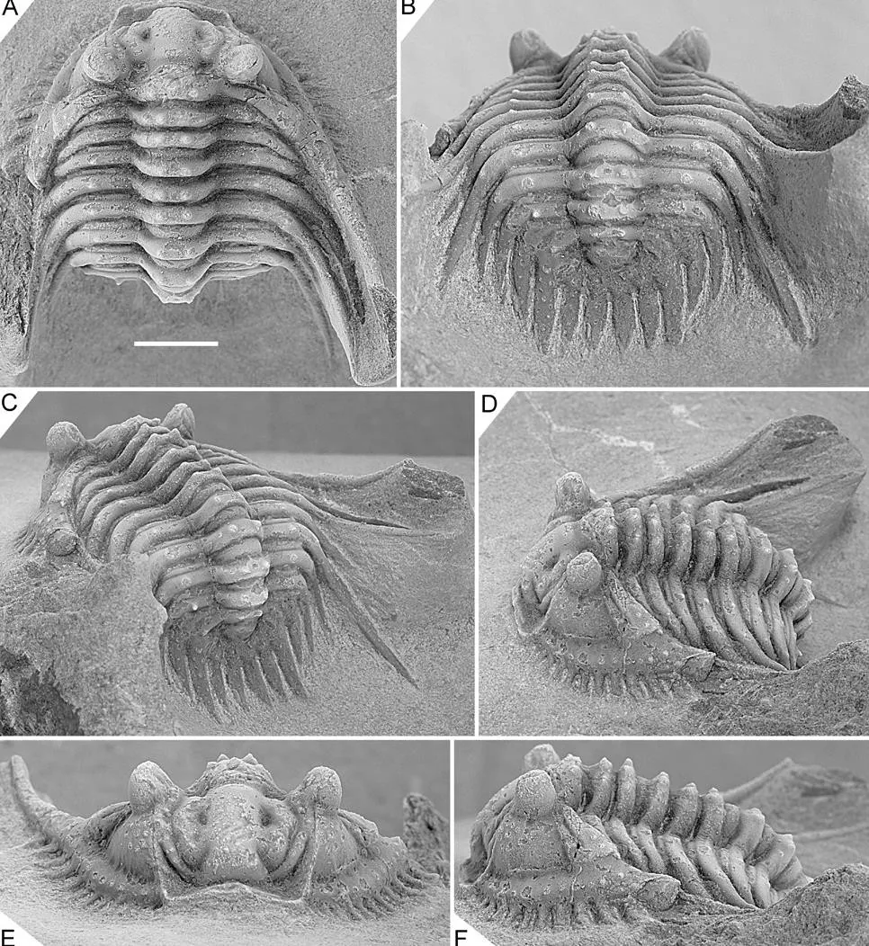 Leonaspis burketti