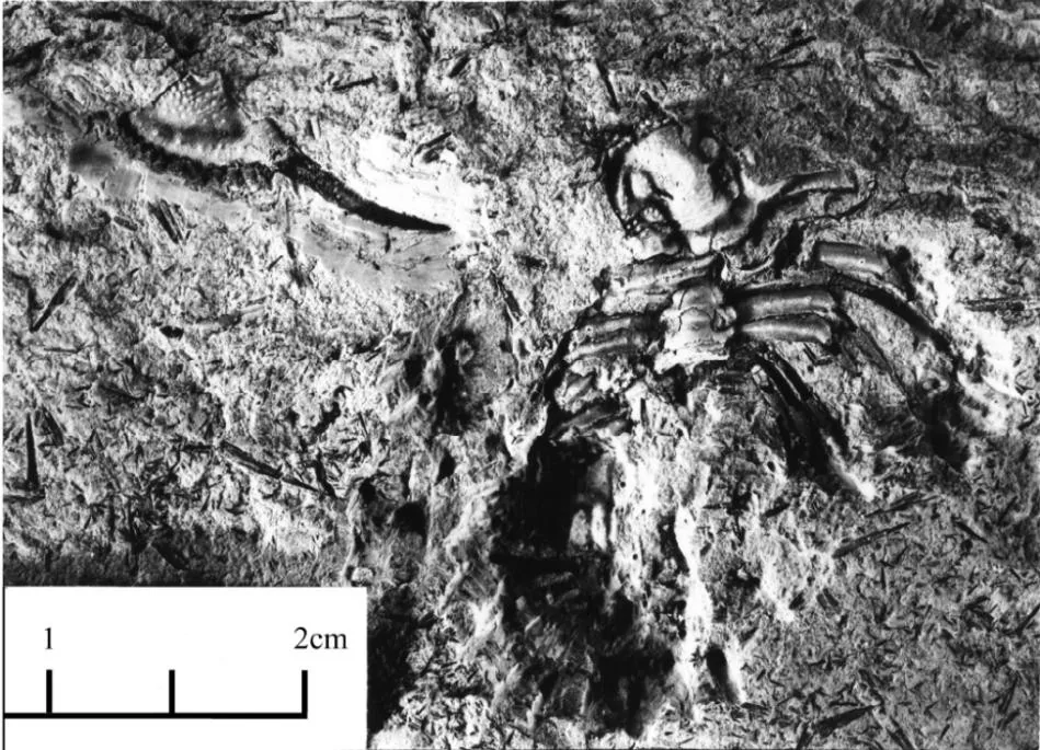 Leonaspis guangxiensis — photo 3