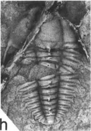 Leptoplastides salteri