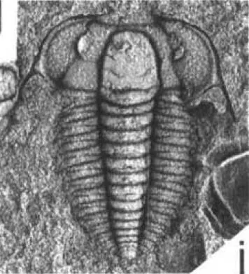 Leptoplastides salteri — photo 7