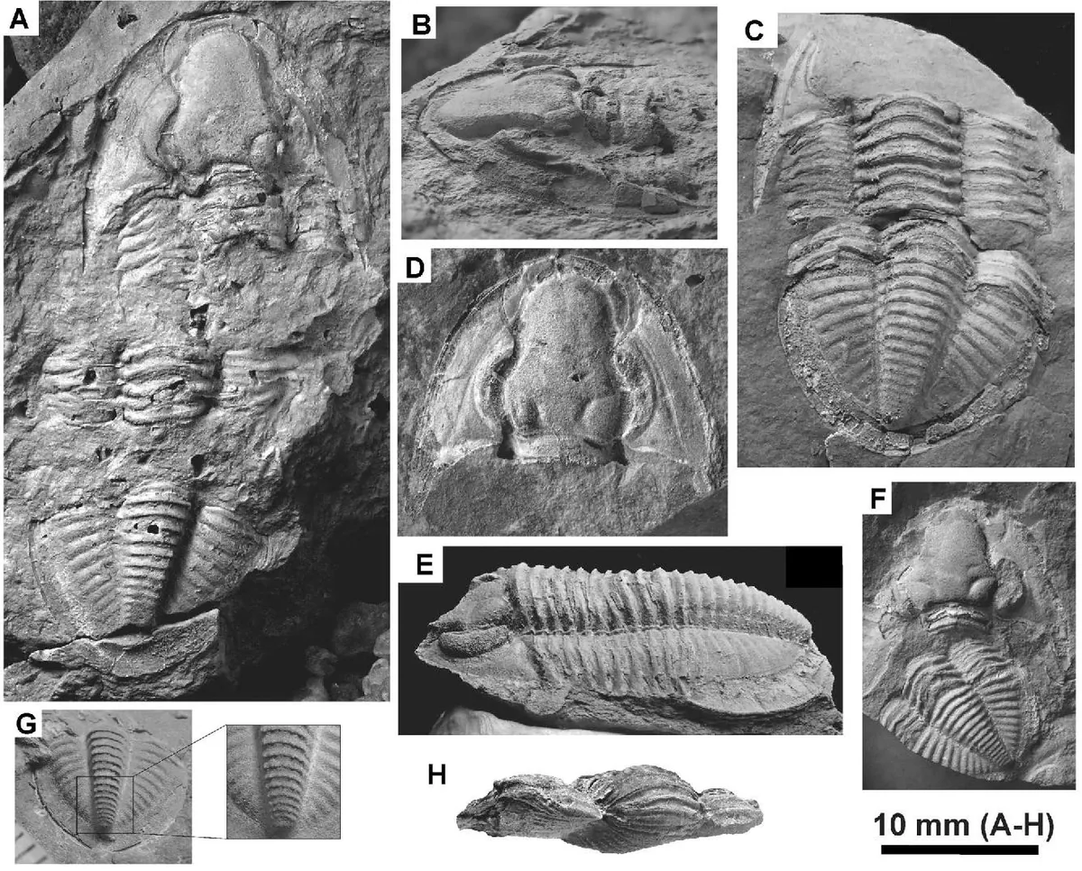 Linguaphillipsia buchuensis
