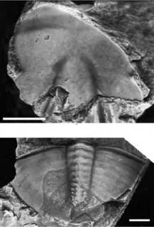 Lioparia blautoeides