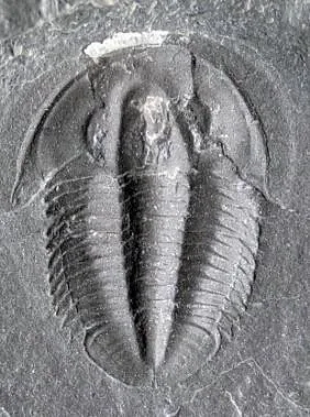 Lioparia blautoeides — photo 4