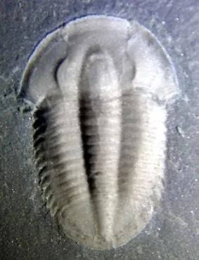 Lioparia blautoeides — photo 5