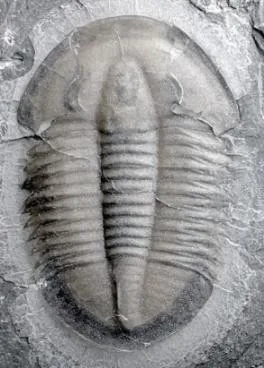 Lioparia blautoeides — photo 7