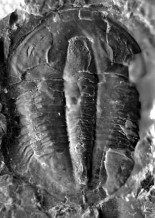 Lioparia blautoeides — photo 10