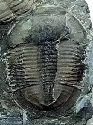 Lioparia blautoeides — photo 11