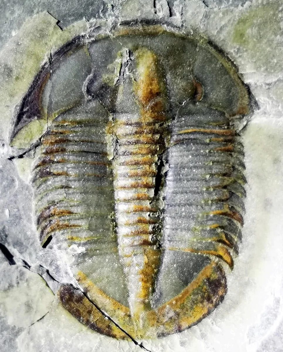Lioparia sp.