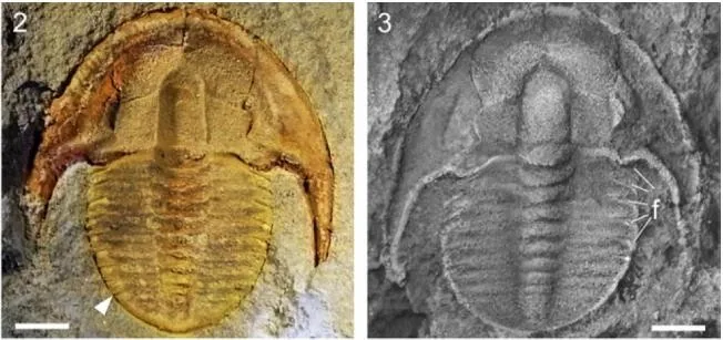 Liostracina fuluensis