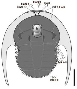 Liostracina fuluensis — photo 3