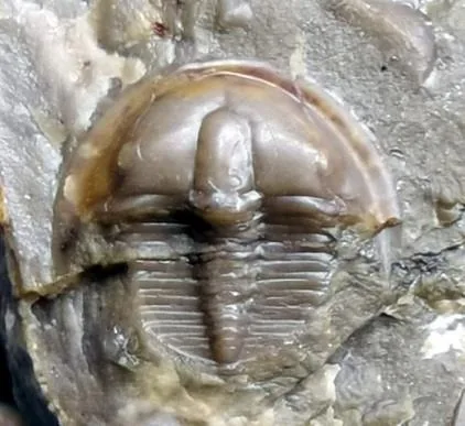 Liostracina tangwangzhaiensis — photo 3