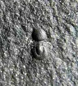 Lisogoragnostus minor — photo 2