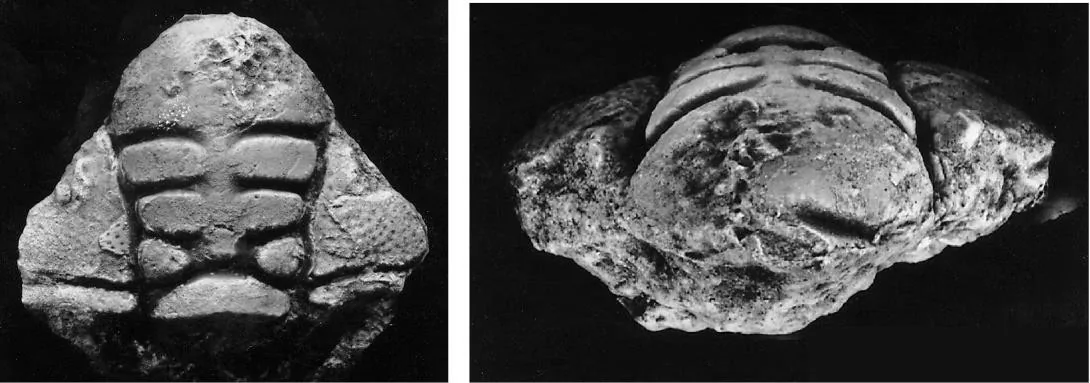 Lonchocheirurus sinicus