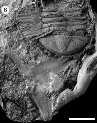Lonchodomas shanensis