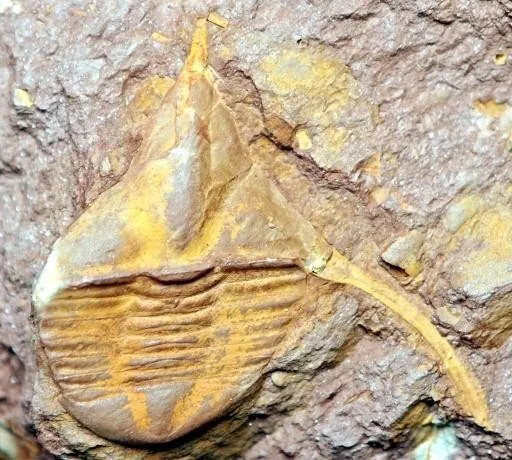 Lonchodomas shanensis — photo 3