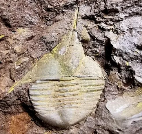 Lonchodomas shanensis — photo 4