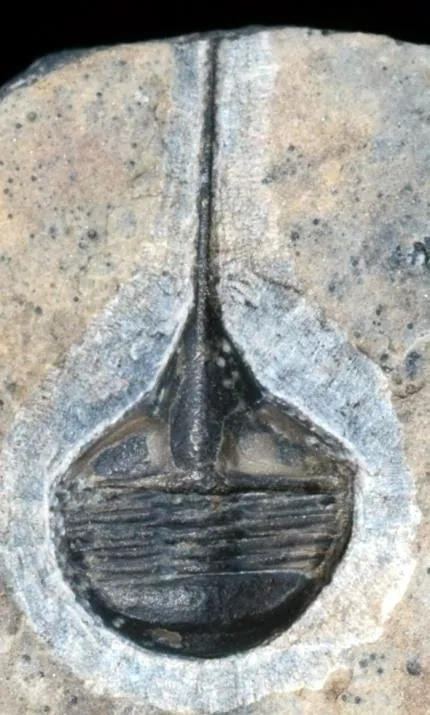 Lonchodomas sp.