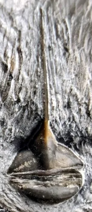 Lonchodomas sp. — photo 3