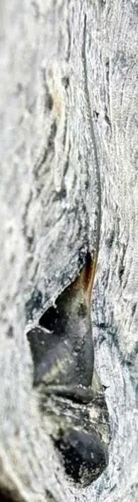 Lonchodomas sp. — photo 4