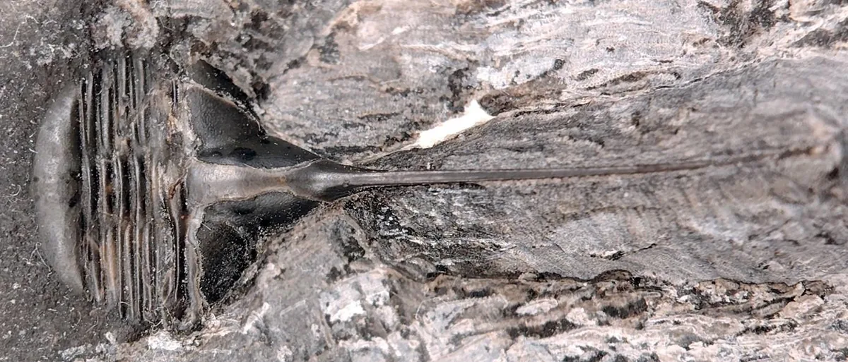 Lonchodomas sp. — photo 5