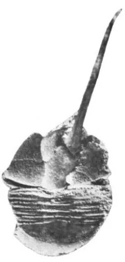 Lonchodomas yohi — photo 2