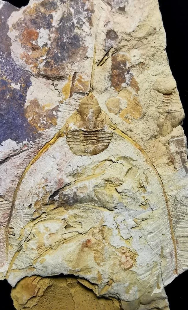 Lonchodomas yohi — photo 4