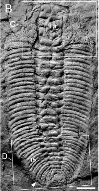 Longaspis paiwuensis