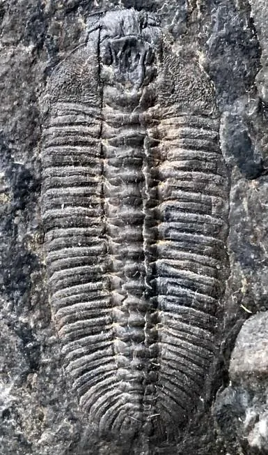 Longaspis paiwuensis — photo 4