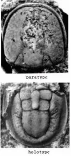 Lotagnostus americanus