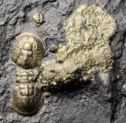 Lotagnostus americanus — photo 11